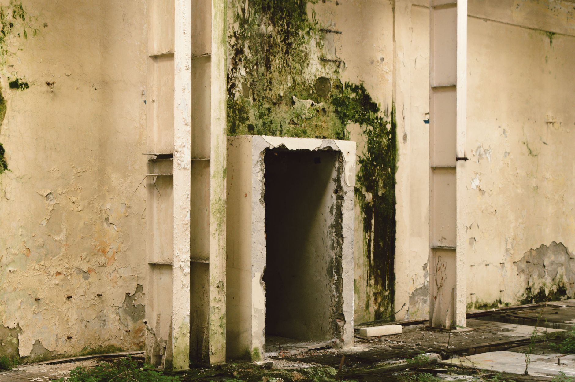 Mold Removal Hero Section Clearwater